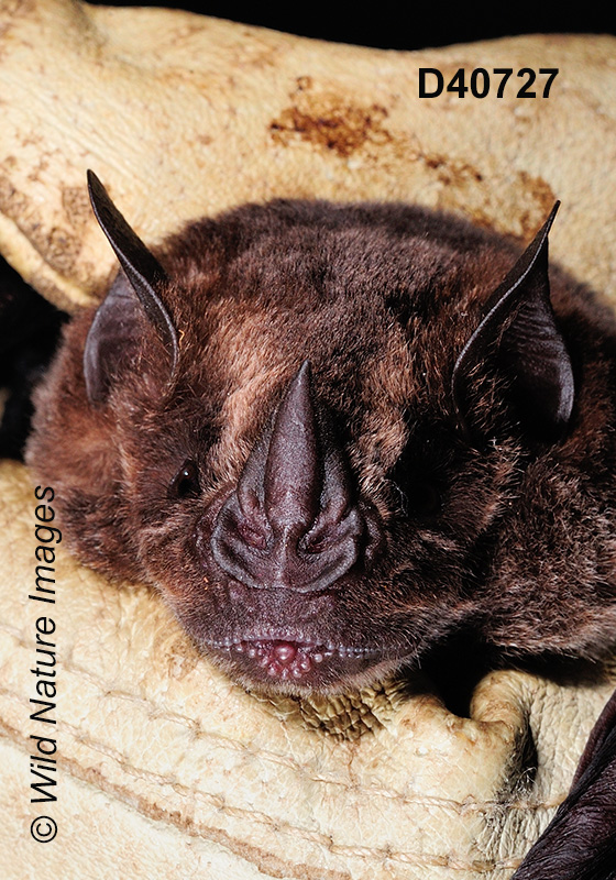 Artibeus obscurus, Dark Fruit-eating Bat